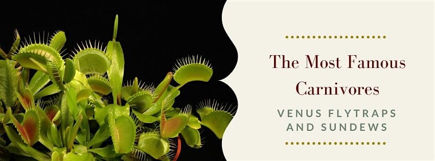 The Most Famous Carnivorous Plants: Venus Flytraps and Sundews, 5 September | Event in Washington | AllEvents