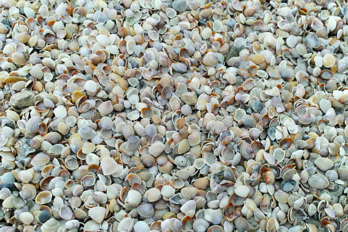 NEW! Volunteer Micro-Mollusks Community Science Training, 13 December | Event in Redd Bank | AllEvents