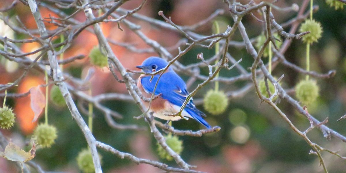 Spring Bird Walk - June 8, 8 June | Event in Yonkers | AllEvents
