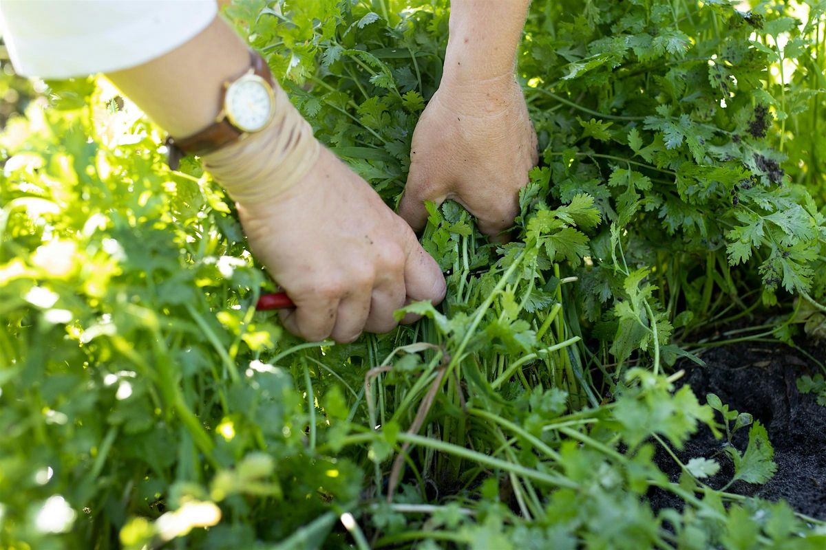 11-19-2025  Herbs - Spice up your cool weather garden and table, 19 November | Event in Odessa | AllEvents