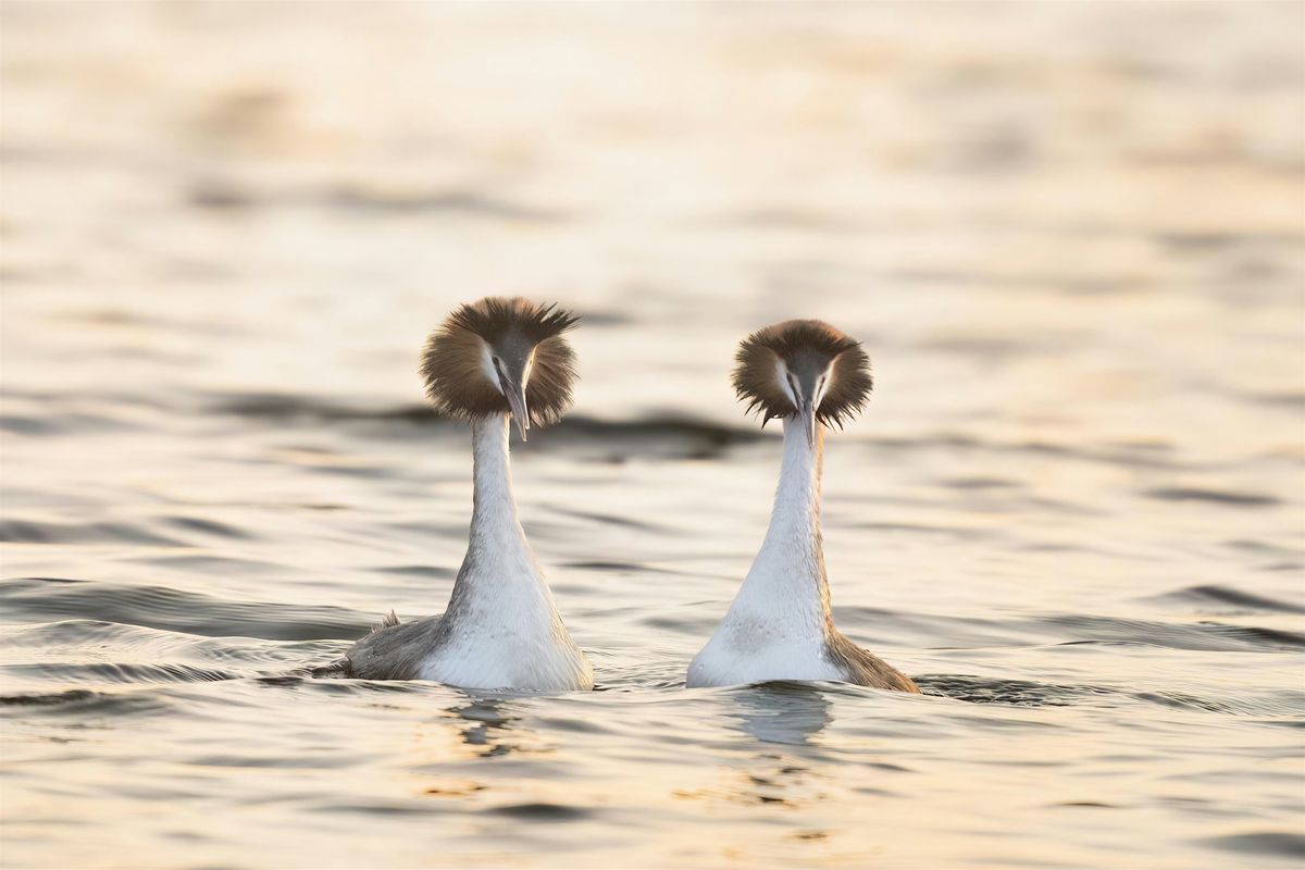Improving Your Wildlife Photography Workshop, 31 October | Event in Glasgow | AllEvents