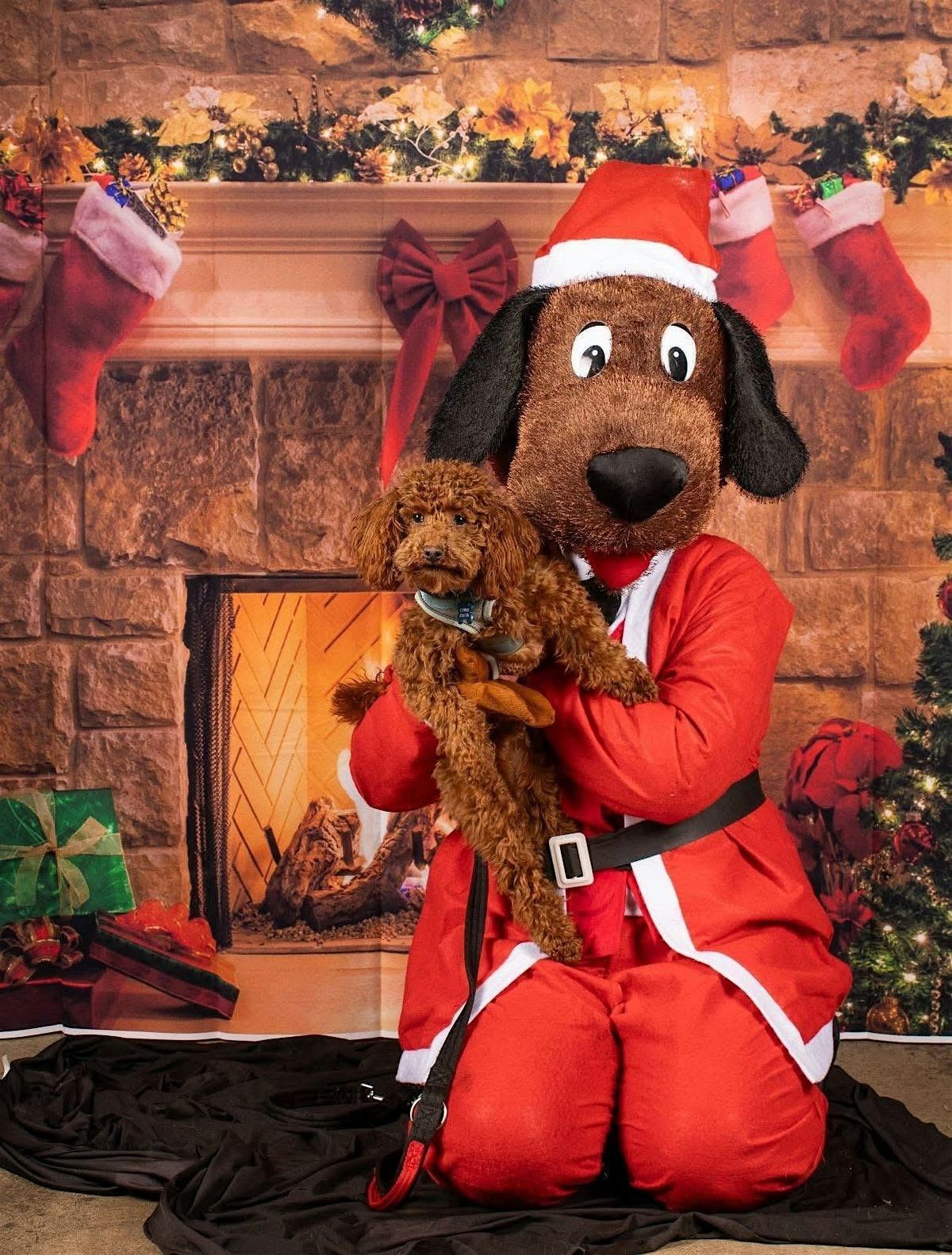 Meet and Greet with Santa Paws!, 21 December | Event in Sheffield City Centre | AllEvents