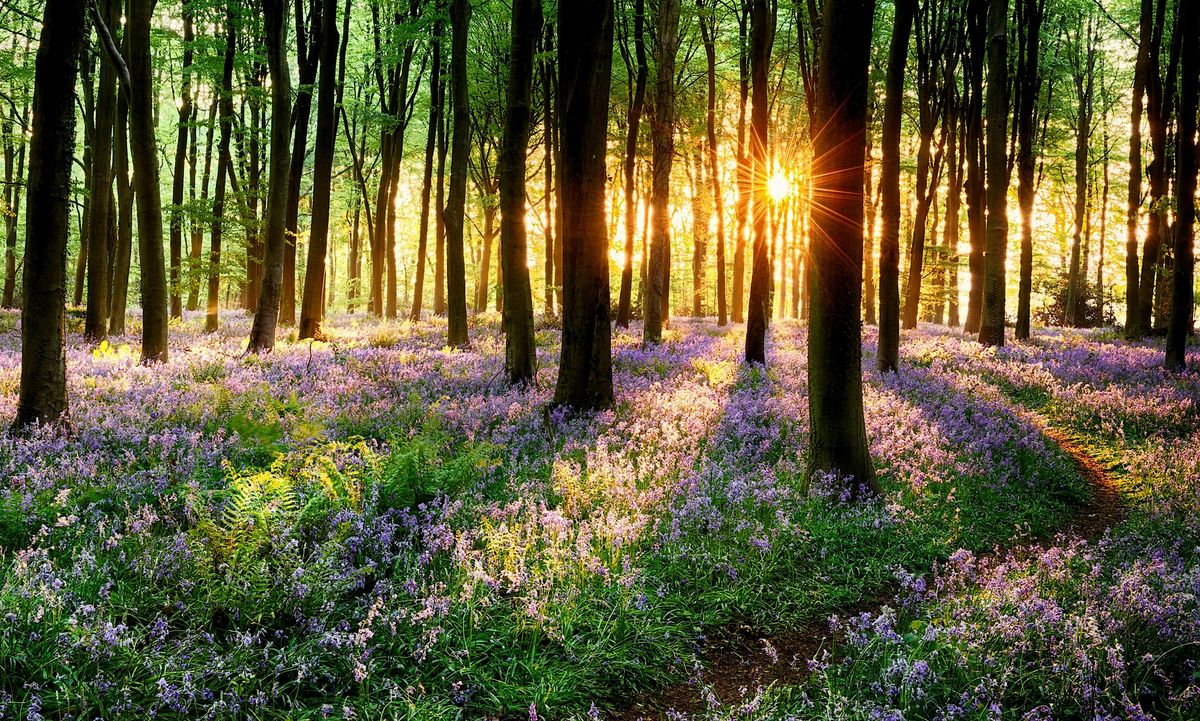 Spring Sound Bath & Mediation, 26 October | Event in Hobart | AllEvents