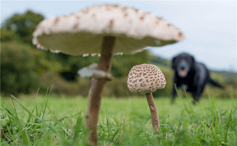 Fungi Foray - Farthing Downs, 16 November | Event in Coulsdon | AllEvents
