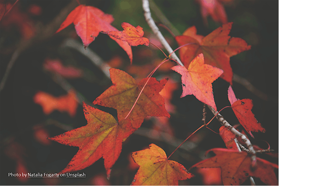 Japanese-Style Pruning Oct 31, 31 October | Event in Oregon City | AllEvents