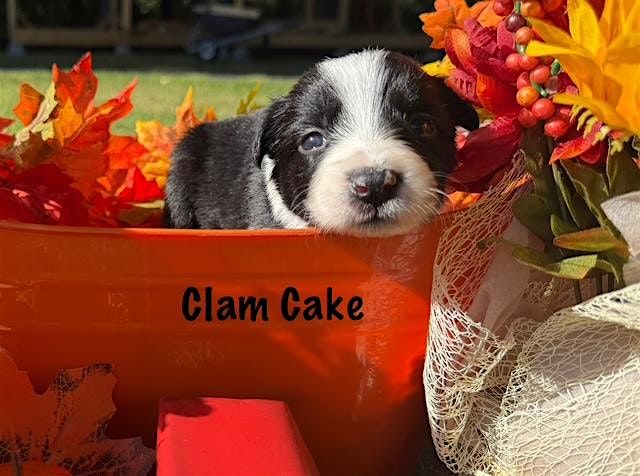Pilates with Puppies, 18 October | Event in Coventry | AllEvents