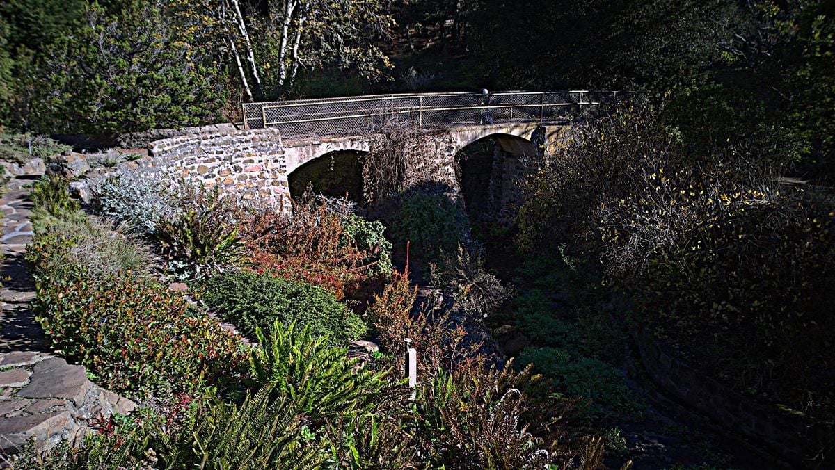 Touring the Regional Parks Botanical Garden, 2 August | Event in Berkeley | AllEvents