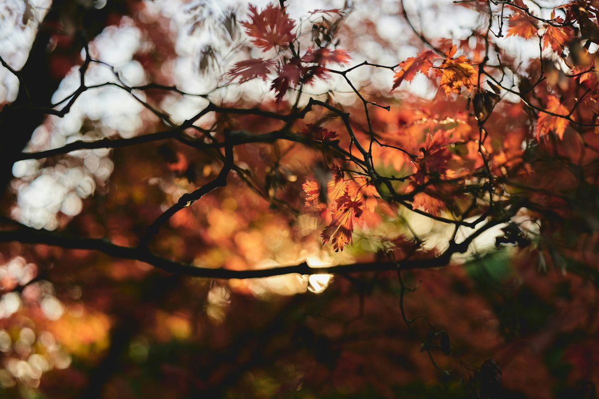 Autumnal Equinox Introduction to Forest Bathing, 22 September | Event in Chicago | AllEvents