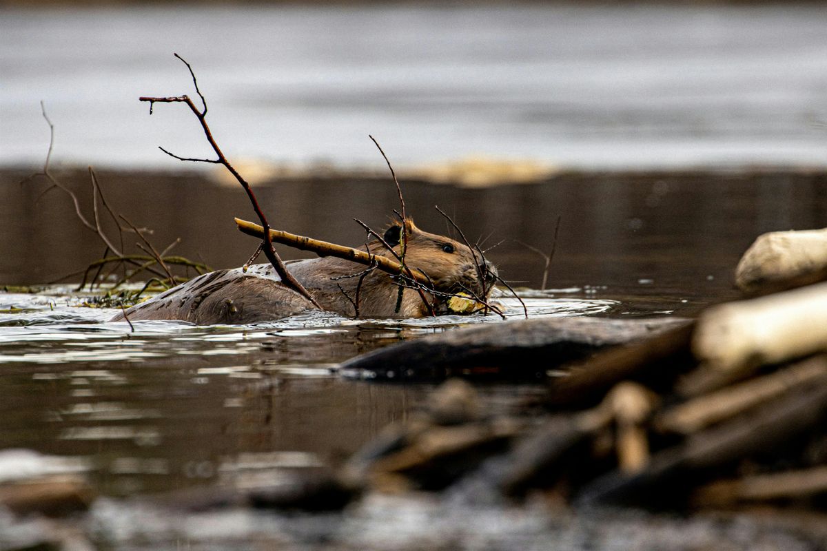 Partnering with Beaver in River Restoration, 7 October | Event in Toutle | AllEvents