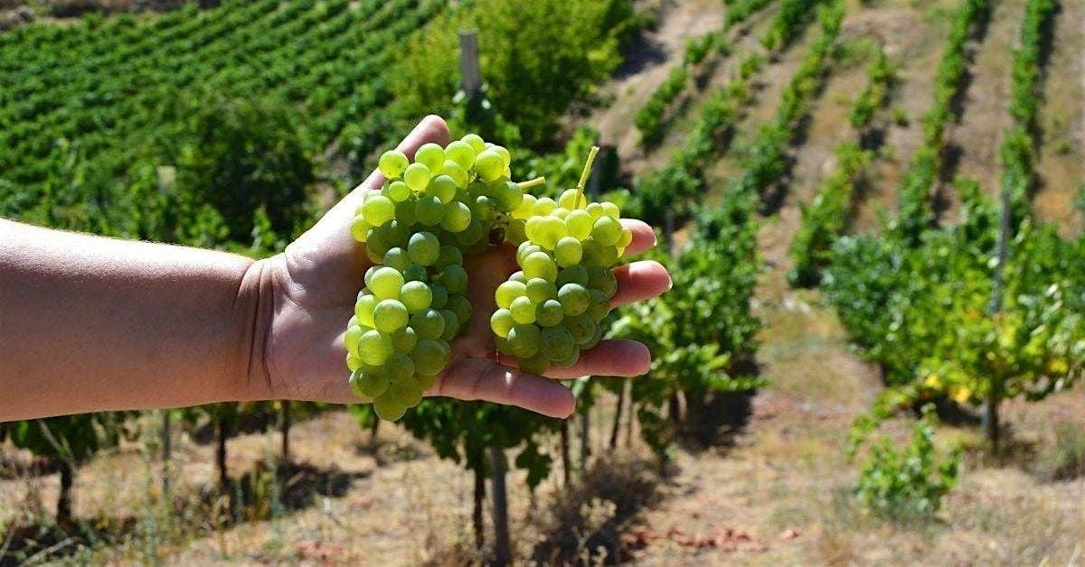 Spanish Godello Wine Tasting and Cheese Pairing, 11 August | Event in Cork | AllEvents