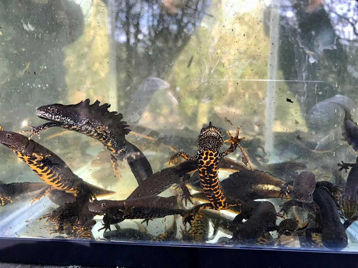 Great Crested Newts (Surrey) - Ecology, Survey and Licensing, 5 May | Event in Leatherhead | AllEvents