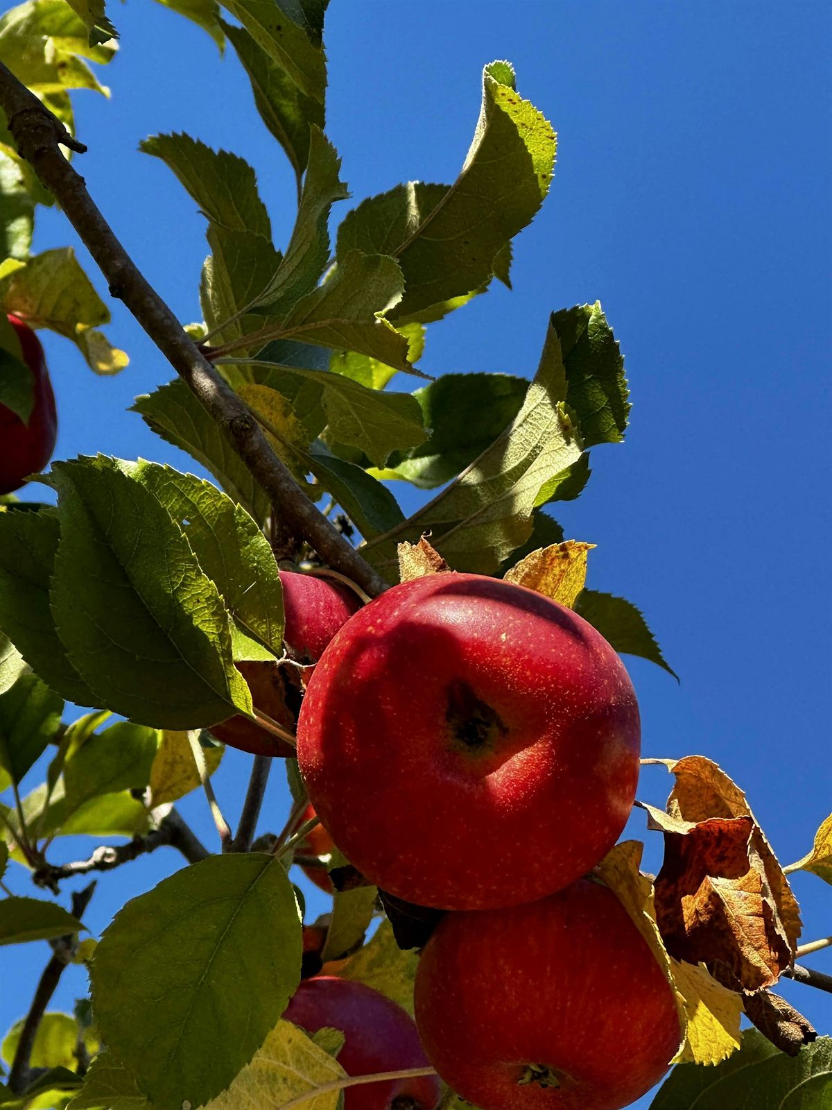 Fruit Rescue - Pleasanton / San Ramon / Danville Area, 6 September | Event in Pleasanton | AllEvents