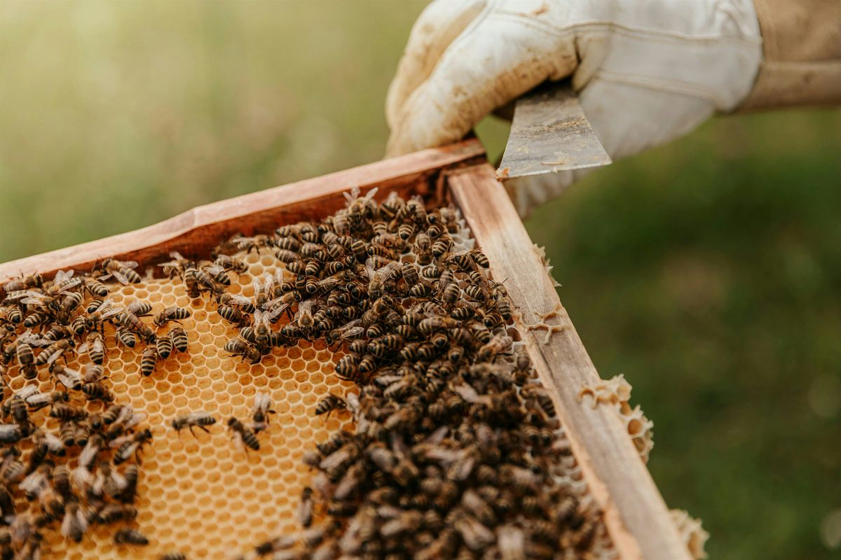 All About Bees: Honey Tasting & Hive Tour with Ryan Sanders [ALL AGES], 21 September | Event in Jefferson