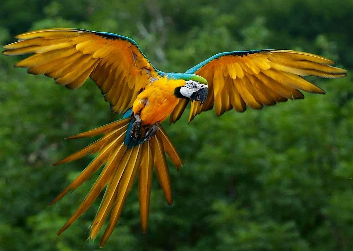 VAUGHAN   BIRD SHOW   Wings over the Rainforest performing parrot show, 12 August | Event in Vaughan | AllEvents