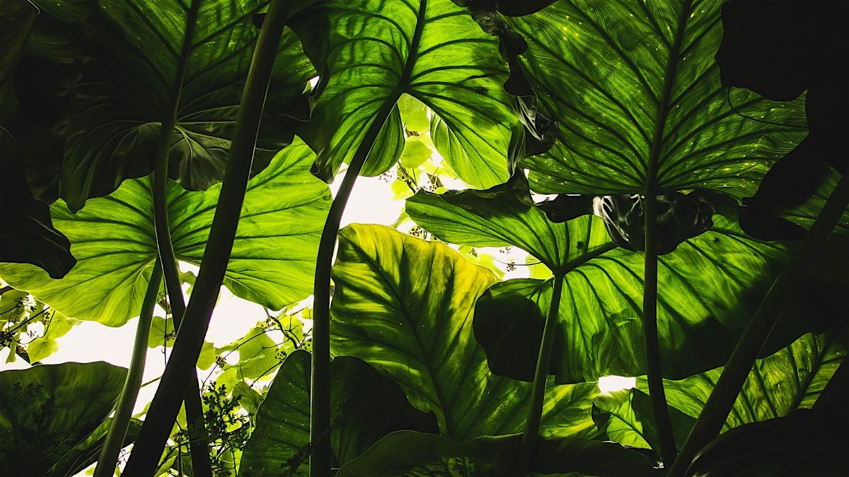 Tropical Gardening, 22 July | Event in Lake City | AllEvents