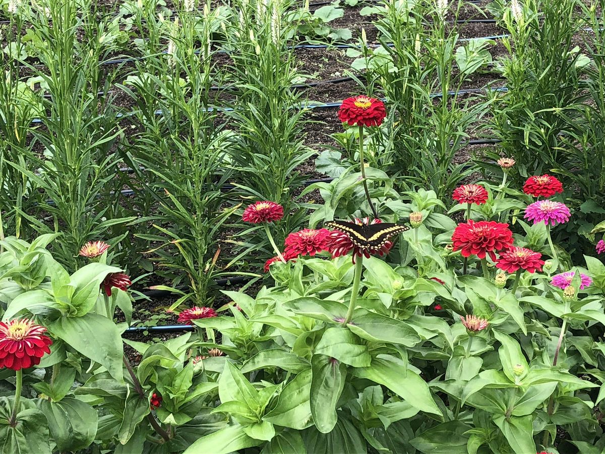 SFLIC Volunteer Day: Summer Series, 25 July | Event in Queens | AllEvents