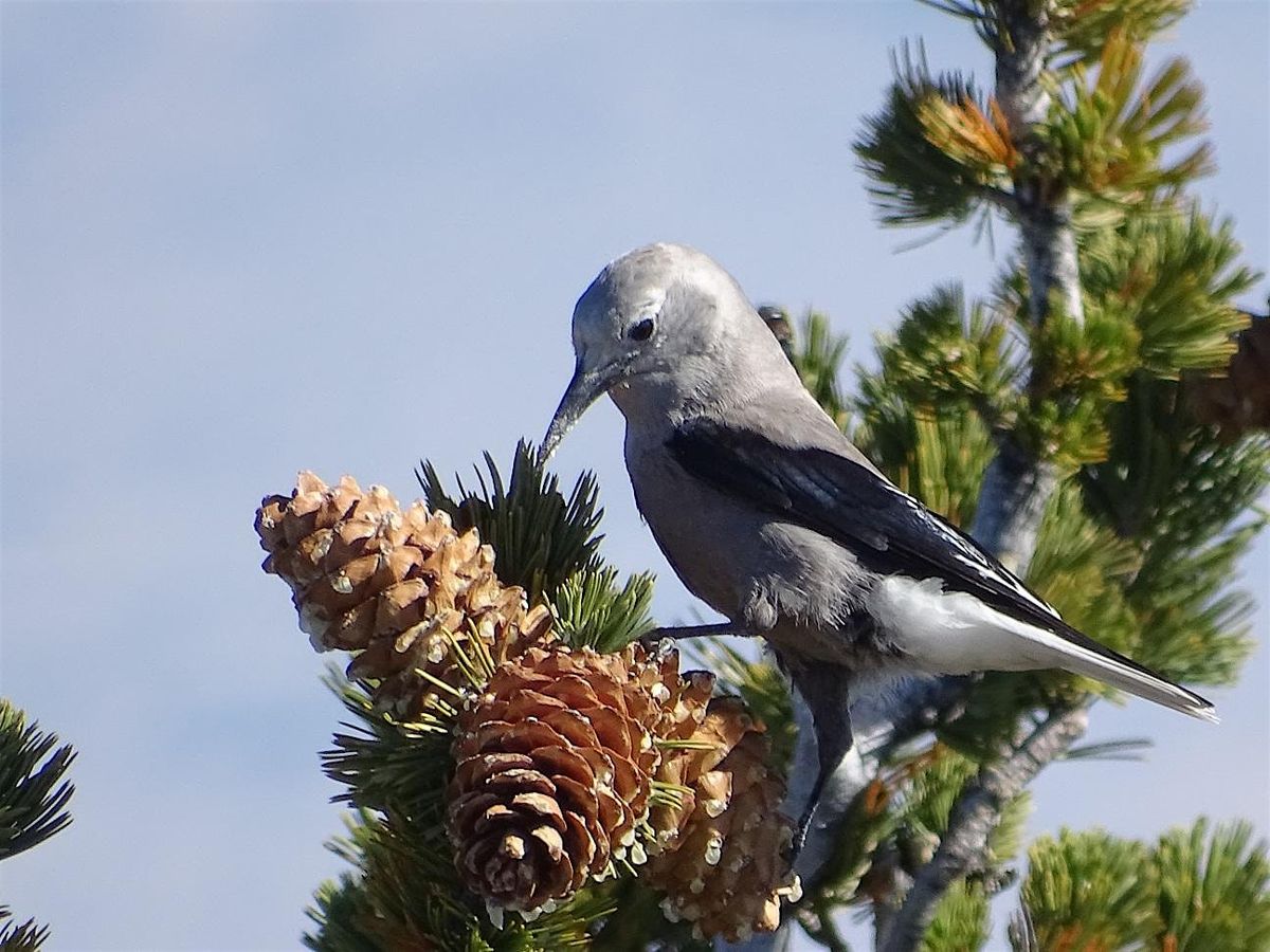 Cool Subalpine Birding in The Clouds ON DEMAND, 18 July | Event in Palm Springs | AllEvents