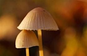 Hidden Fungus at Collyweston Great Wood, 1 November | Event in Peterborough | AllEvents