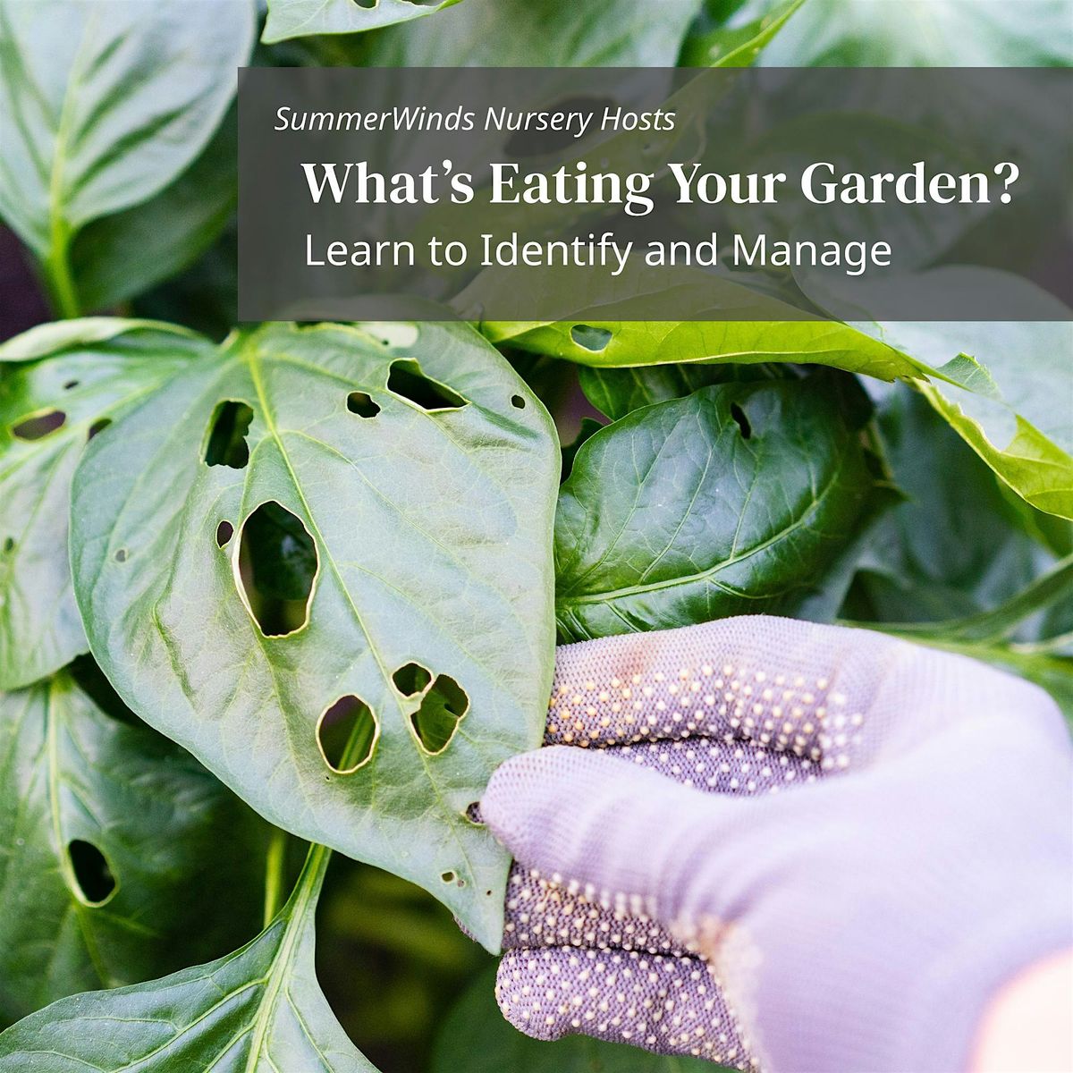 What’s Eating Your Garden - Campbell, 27 July | Event in Campbell | AllEvents