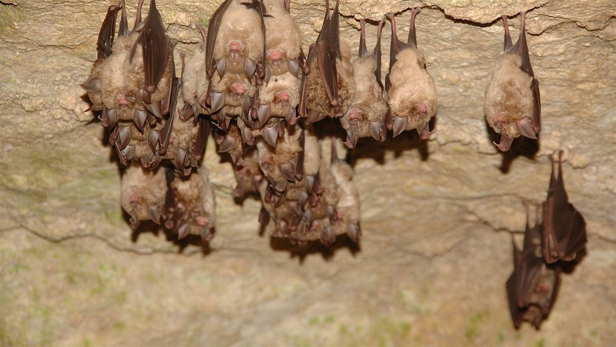 Nocturnal Wonders: Life of Bats Nature Walk, 27 May | Event in Stuart | AllEvents