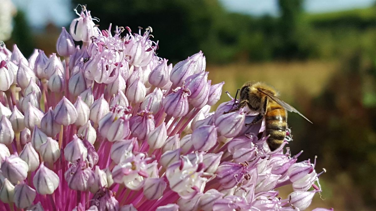 Beekeeping for Beginners course 2026, 28 January | Event in Exeter | AllEvents