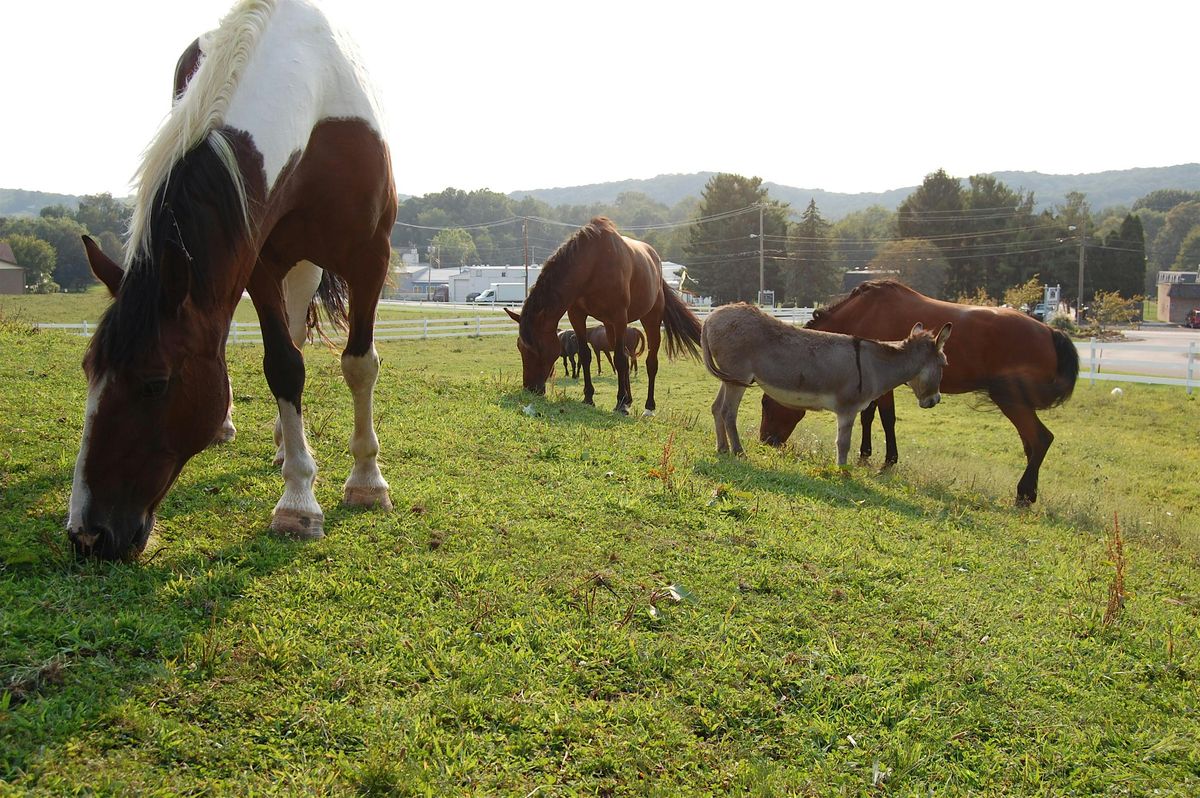 Why Horses Demo, 25 October | Event in Zelienople | AllEvents