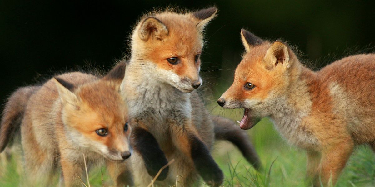 Mammals of New York, 29 August | Event in Youngstown | AllEvents