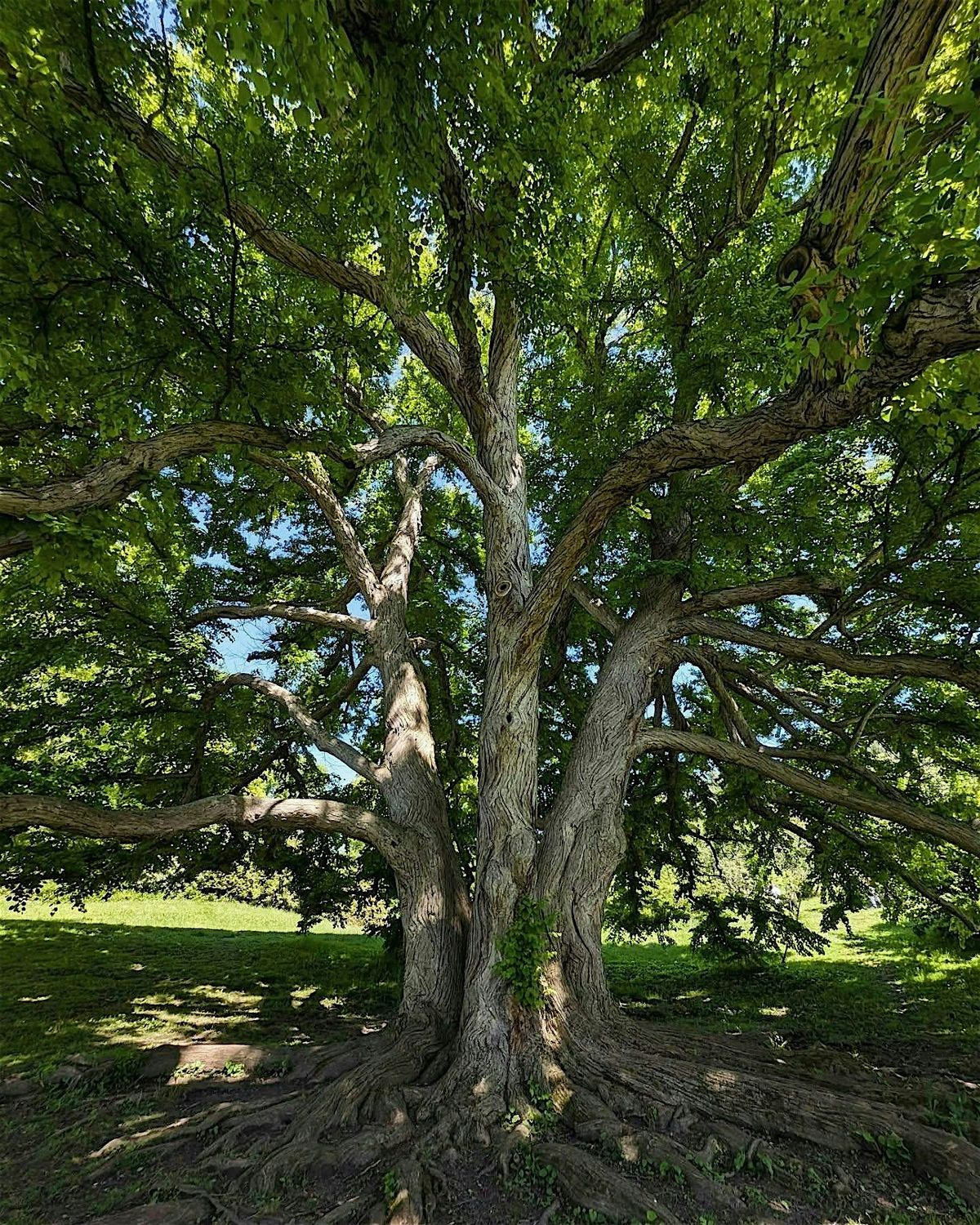 Highland Park Public Walk with Lilac Nature Connection, 16 August | Event in Rochester | AllEvents