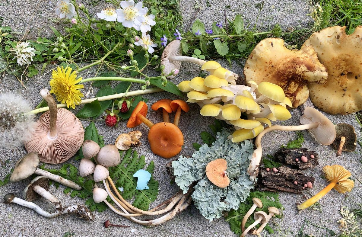 Mushroom Walk, 5 September | Event in Haverford | AllEvents