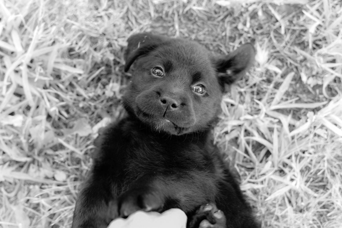 AmericanK9's Sip & Snuggle, 5 September | Event in Davidsonville | AllEvents