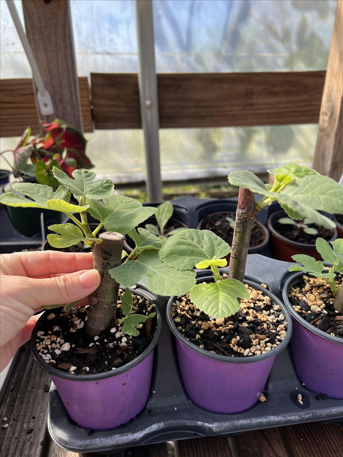 2025 Fall Fig Tree Propagation Mini-Workshop, 15 November | Event in Glen Saint Mary | AllEvents