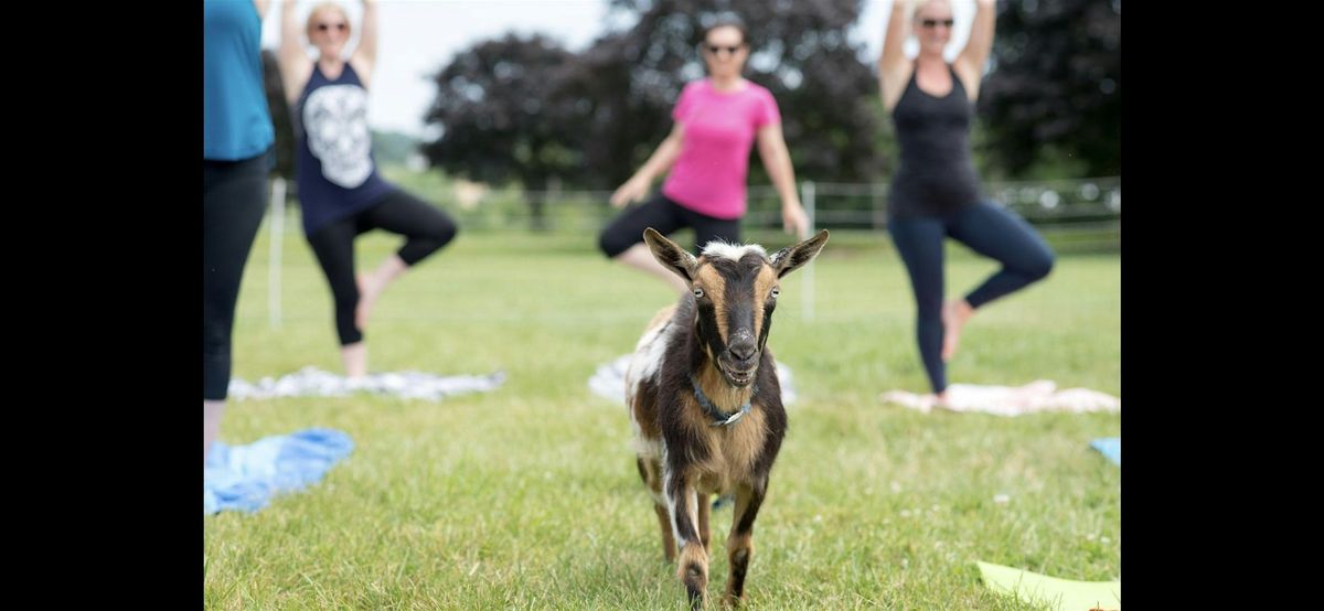 Goat Yoga at Springfield Manor 8/17, 17 August | Event in Thurmont | AllEvents