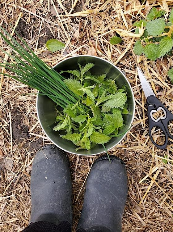 Fibres, Food & Medicine – Getting to Know Nettle, 17 February | Event in Calgary | AllEvents