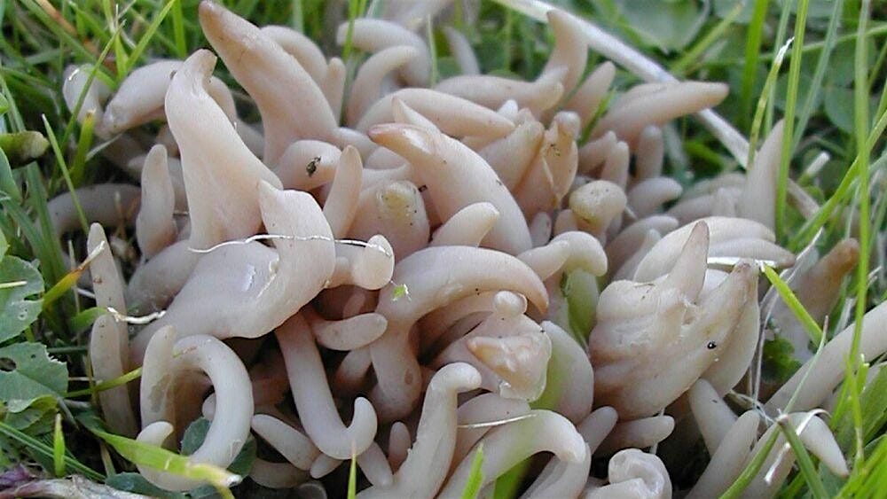 Fungi Foray, 18 October | Event in Methlick | AllEvents