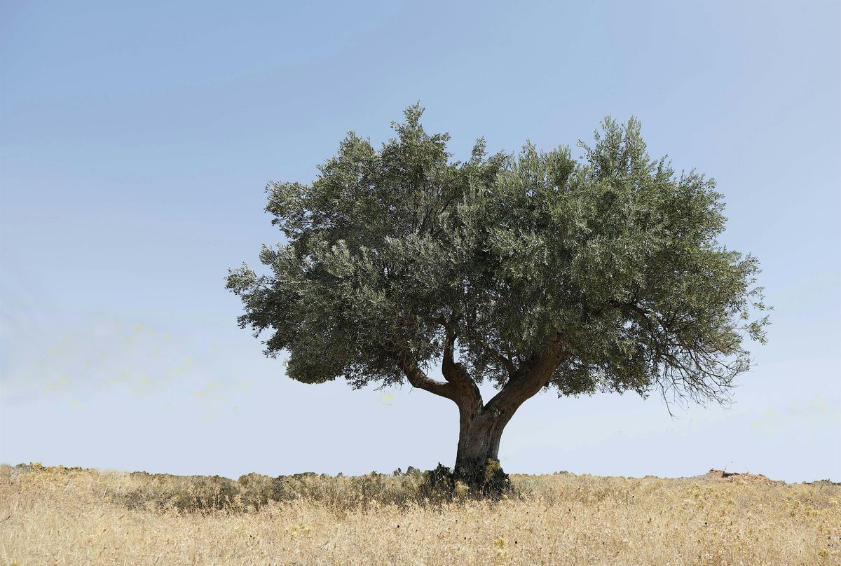 Discussing Decolonisation: Cultural and Environmental Activism in Palestine, 6 February | Event in York | AllEvents