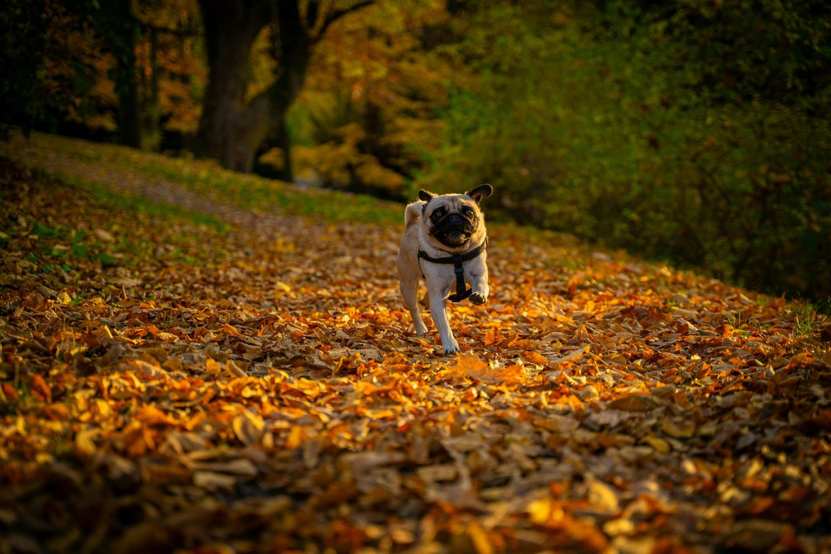 Pug Meetup in Eau Claire, 25 October | Event in Eau Claire | AllEvents