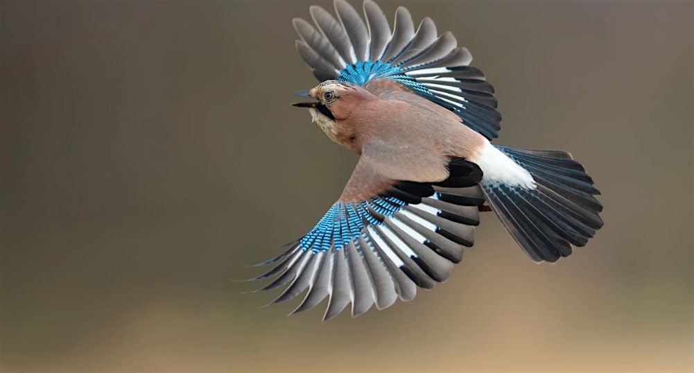 Understanding Bird and Bat Habitats, 10 September | Event in London | AllEvents