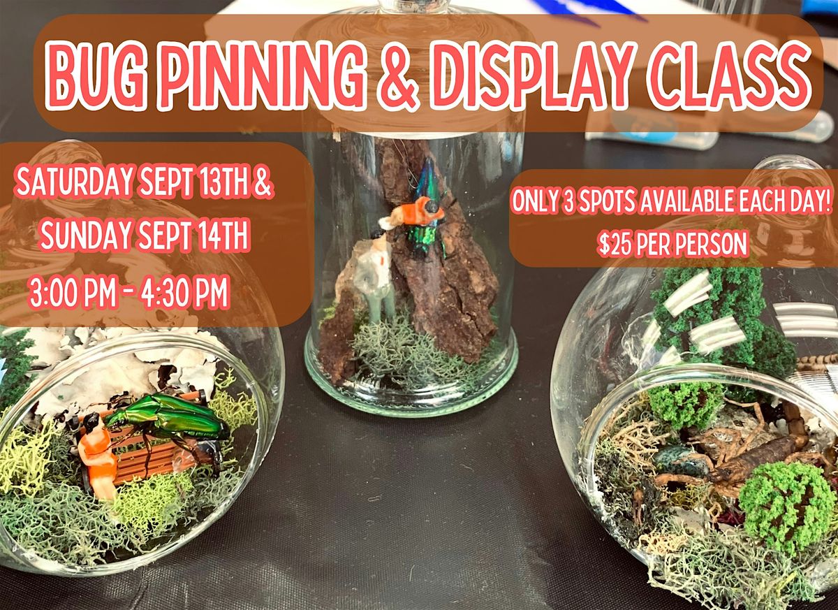 Bug Pinning & Display Class - September 2025, 13 September | Event in Beaver Dam | AllEvents