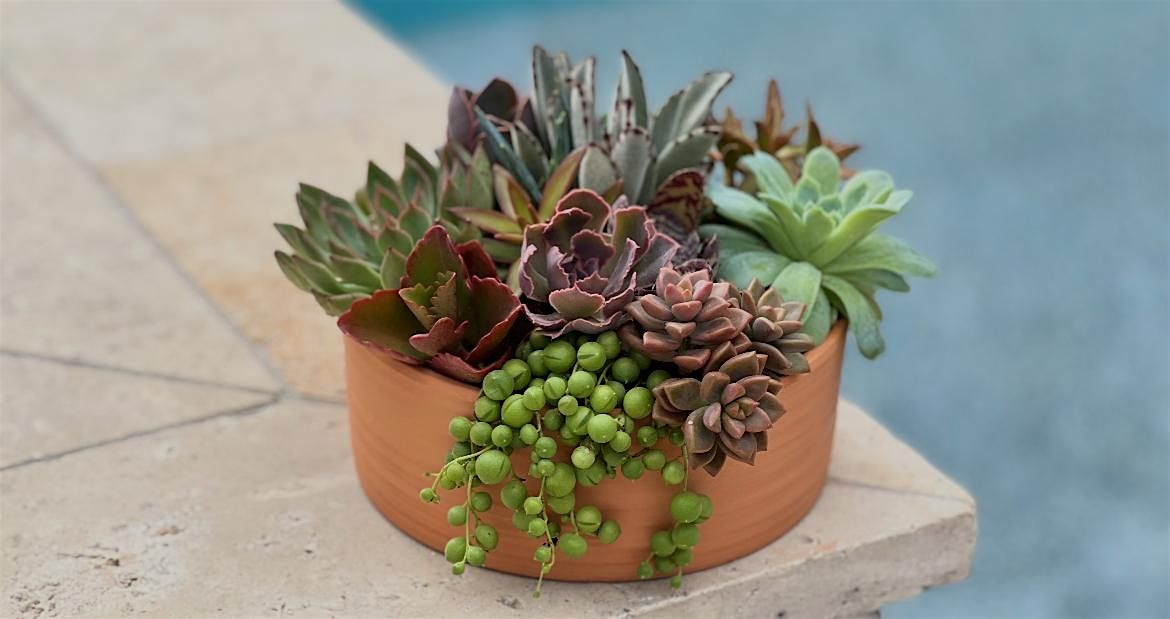 Design Your Own Succulent Arrangement with Bomb Blooms, 20 July | Event in Orlando | AllEvents