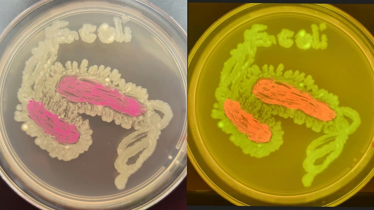 Code-E-coli: DNA Boot Up, 17 October | Event in Frederick | AllEvents
