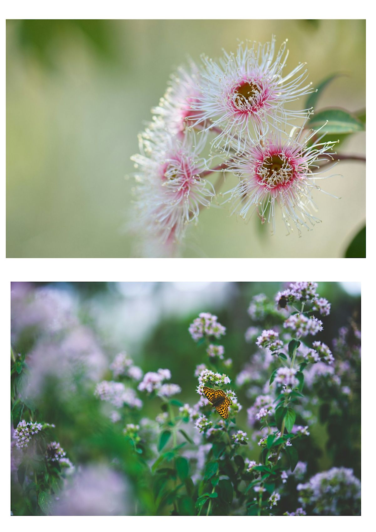 Celebrate Spring at Flinders Park Primary Playgroup, 16 October | Event in Flinders Park | AllEvents