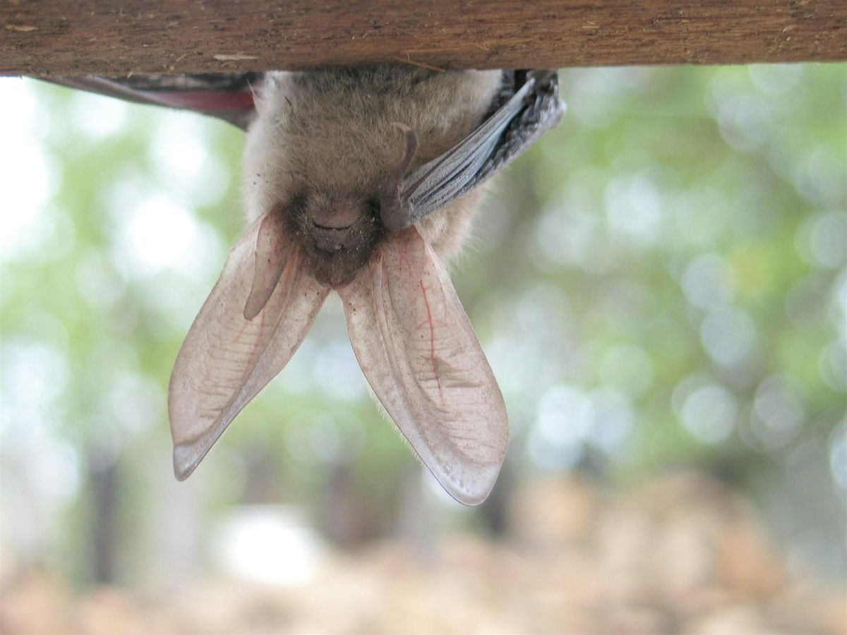 9-15-2025  Bats in our Backyard: Understanding Local Bat Species, 15 September | Event in Holiday | AllEvents