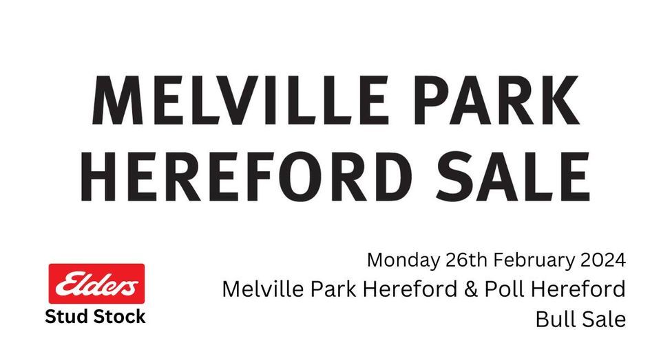 Melville Park Hereford & Poll Hereford Bull Sale, "Melville Park" 80