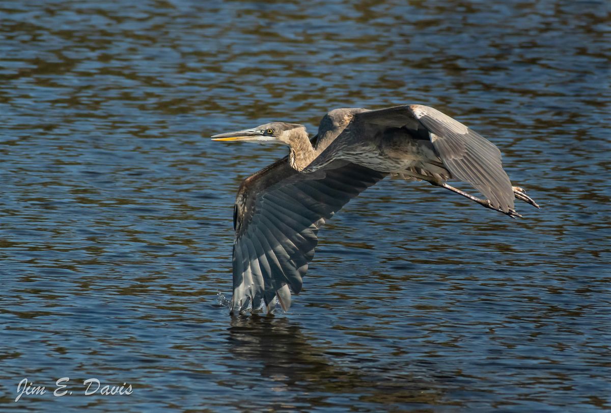 WISE Nature Walks: Lake Sumter Landing, 9 May | Event in The Villages | AllEvents