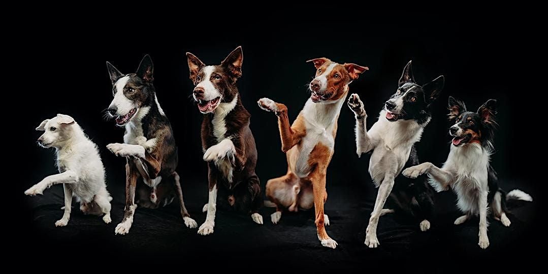 Creative Pet Photography Workshop  with Anabel DFlux - Los Angeles, 6 September | Event in Los Angeles | AllEvents