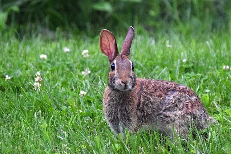 Fall Habitat Detectives, 25 October | Event in Delaplane | AllEvents