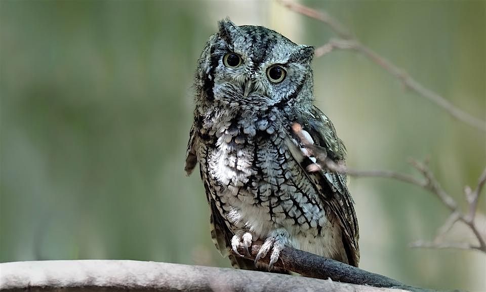Owl Prowl at Oakwoods Metropark, 7 November | Event in New Boston | AllEvents