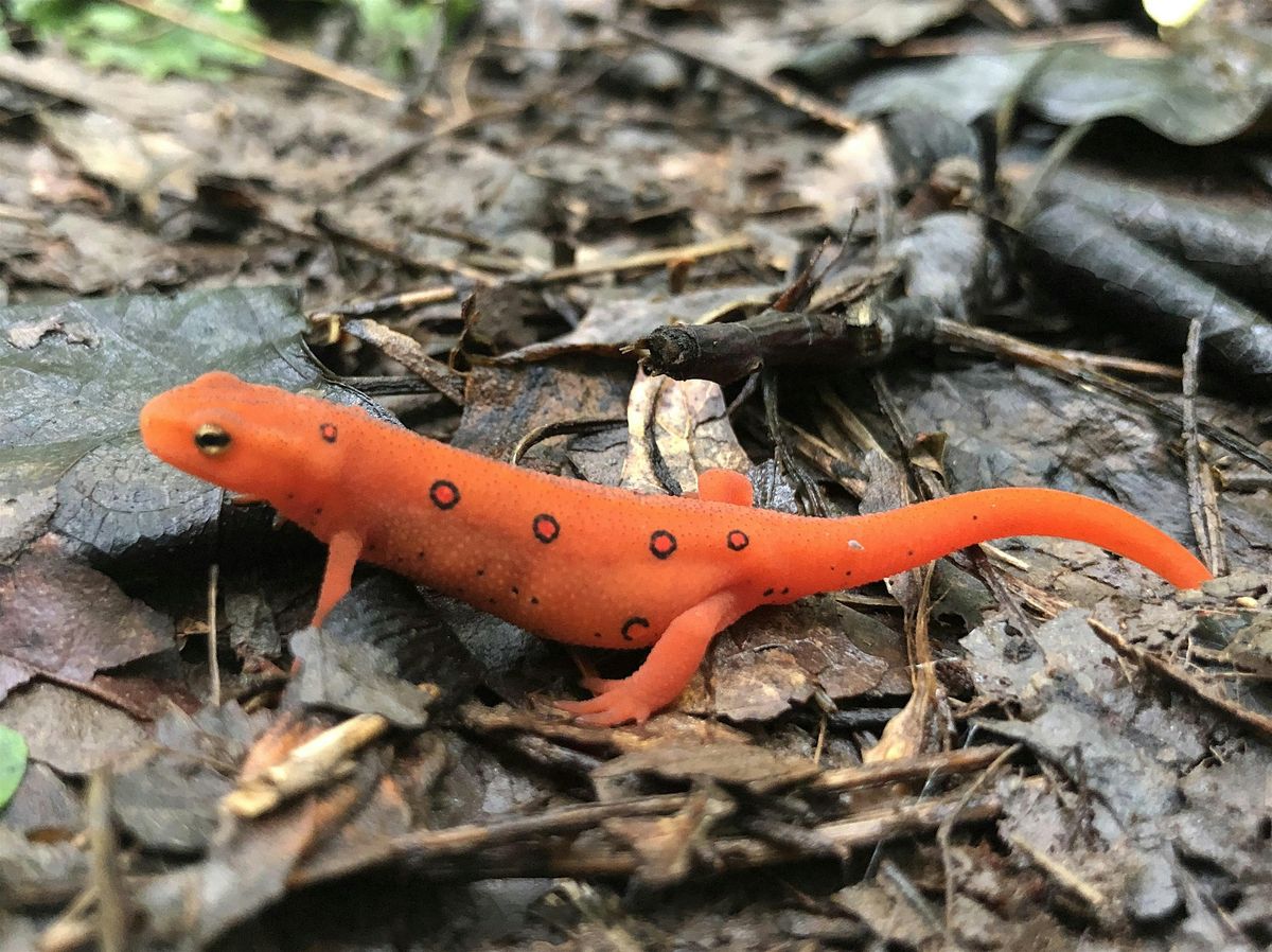Fernbrook Preserve Bioblitz, 18 July | Event in Charlottesville | AllEvents