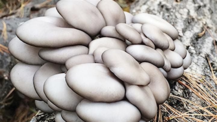 Edible Mushroom Log Workshop, 6 December | Event in Ypsilanti | AllEvents