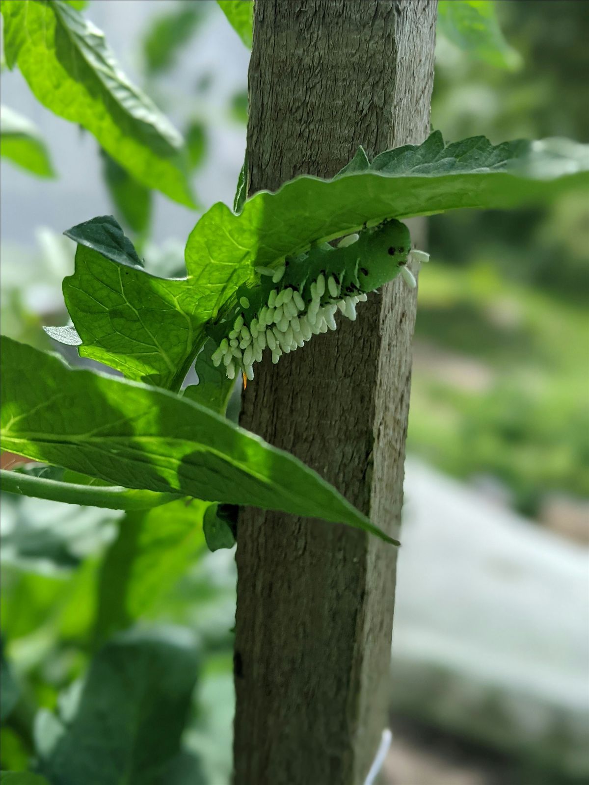 Integrated Pest Management Workshop, 12 June | Event in Cleveland | AllEvents